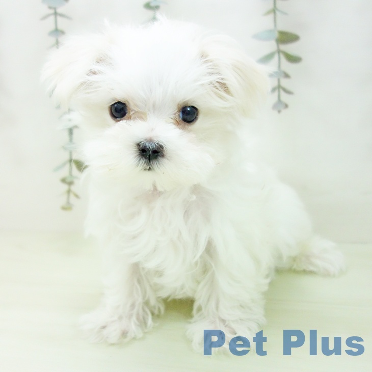 埼玉県のマルチーズ (ペットプラス 与野店/2026年1月29日生まれ/男の子/ホワイト)の子犬の1枚目の画像