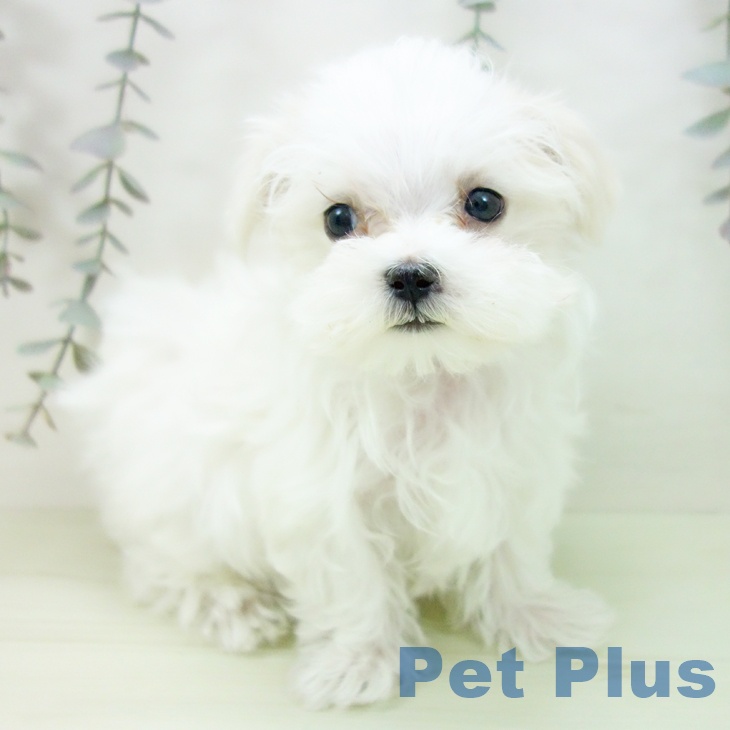 埼玉県のマルチーズ (ペットプラス 与野店/2026年1月29日生まれ/男の子/ホワイト)の子犬の2枚目の画像