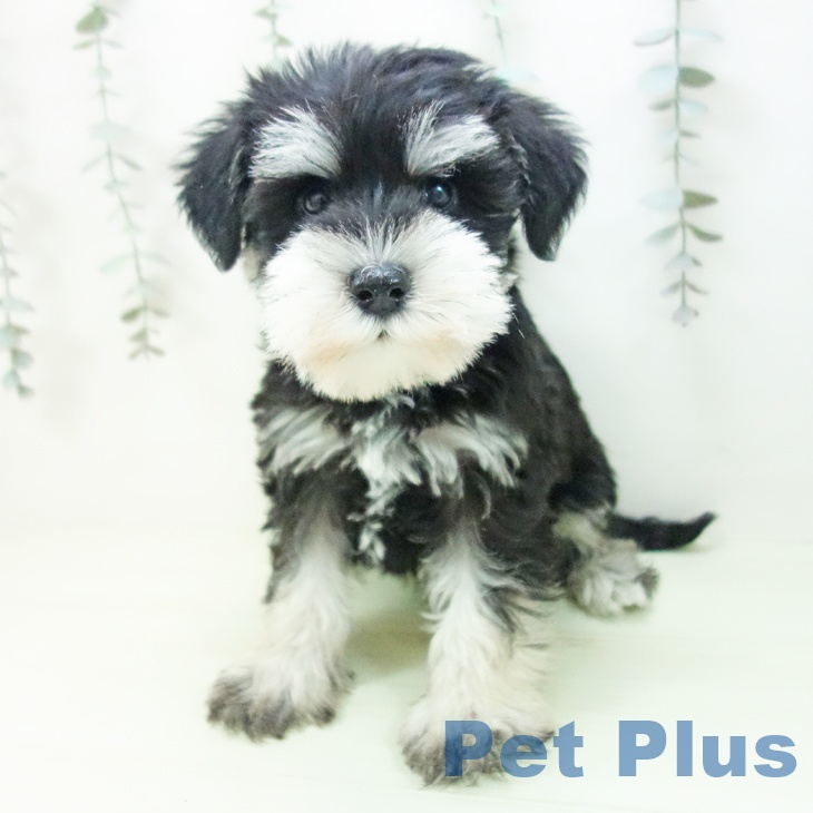 ミニチュア・シュナウザーの写真2