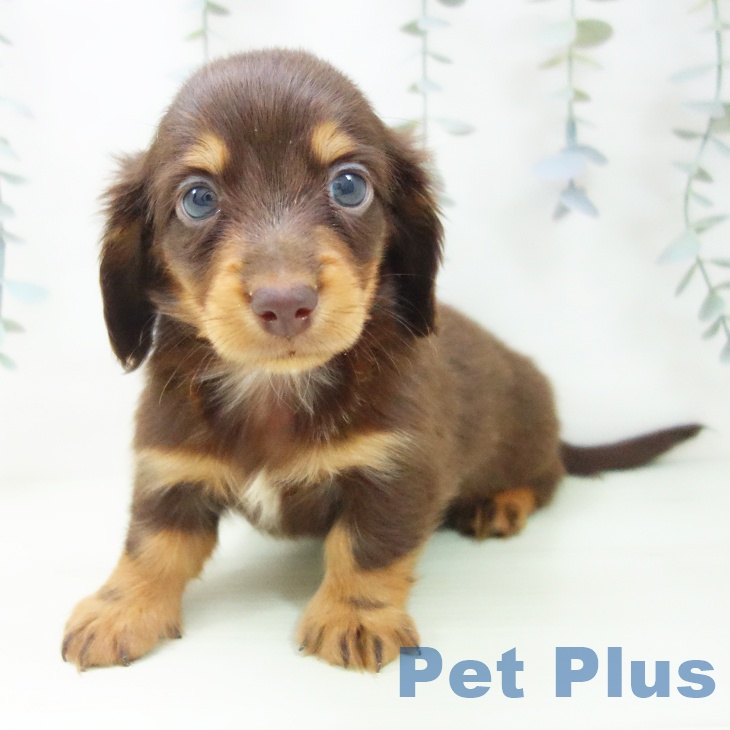 ミニチュア・ダックスフンド