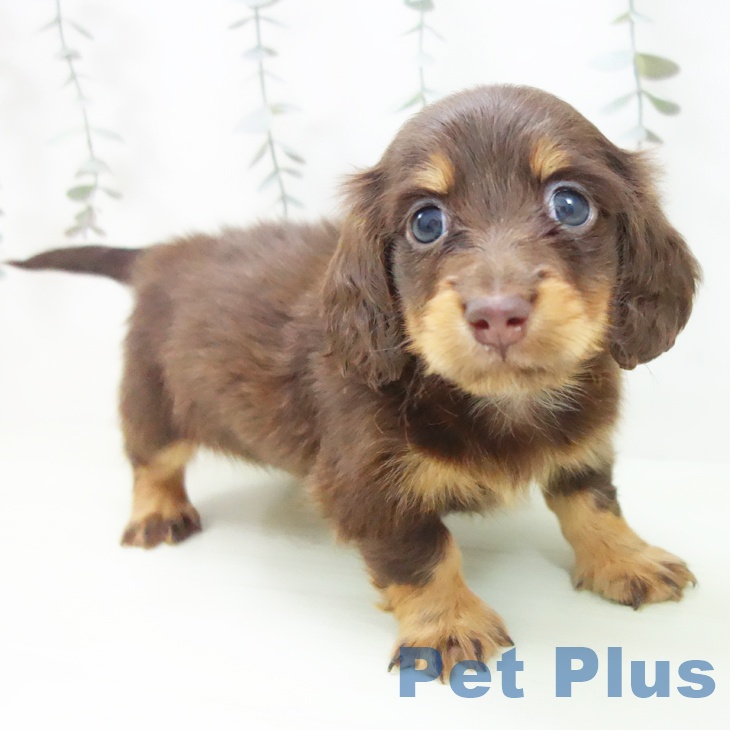 ミニチュア・ダックスフンド