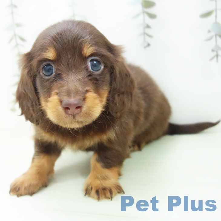 ミニチュア・ダックスフンド