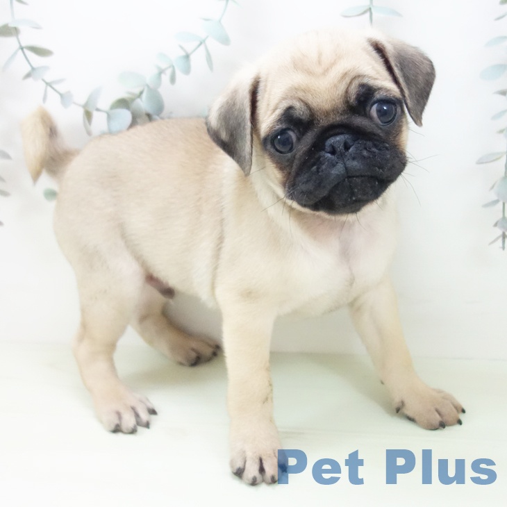 大阪府のパグ (ペットプラス イオン大日店/2026年2月8日生まれ/男の子/フォーン)の子犬の1枚目の画像