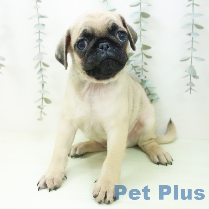 大阪府のパグ (ペットプラス イオン大日店/2026年2月8日生まれ/男の子/フォーン)の子犬の2枚目の画像