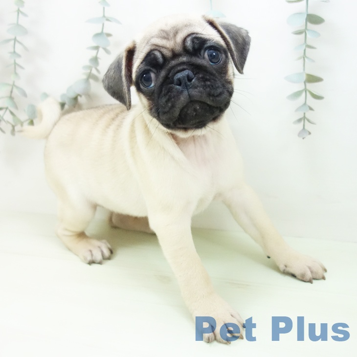 宮城県のパグ (ペットプラス 仙台上杉店/2026年2月8日生まれ/女の子/フォーン)の子犬