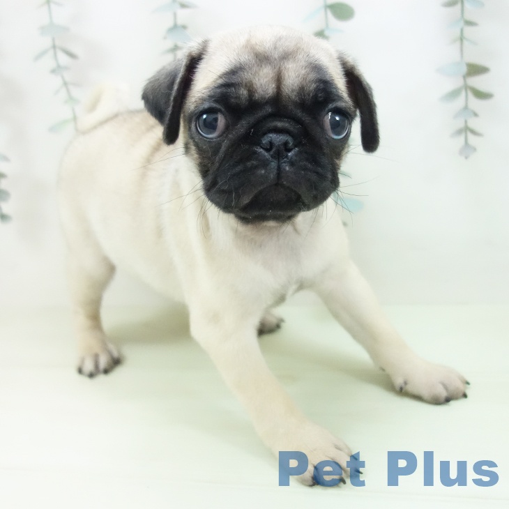 兵庫県のパグ (ペットプラス 神戸三宮店/2026年2月10日生まれ/女の子/フォーン)の子犬の1枚目の画像