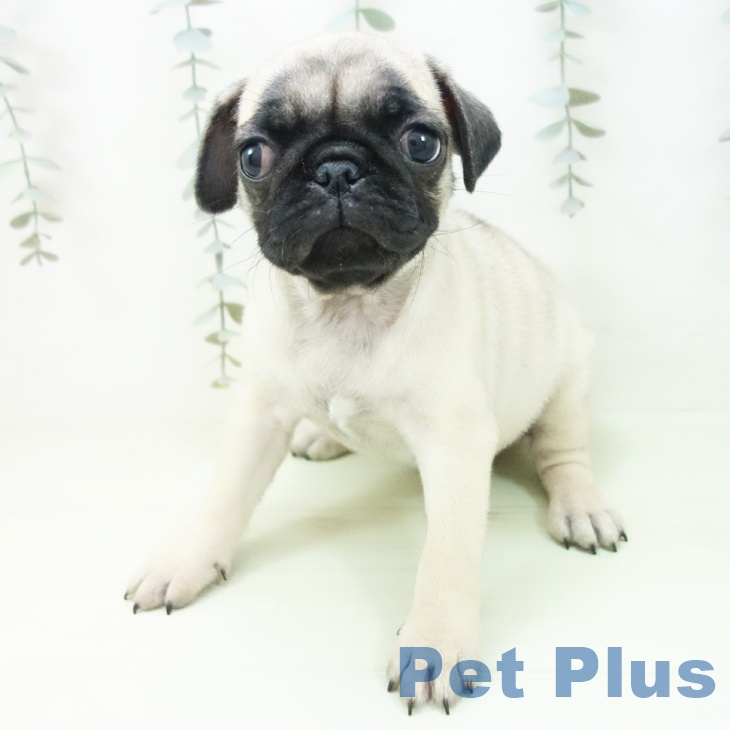 兵庫県のパグ (ペットプラス 神戸三宮店/2026年2月10日生まれ/女の子/フォーン)の子犬の2枚目の画像