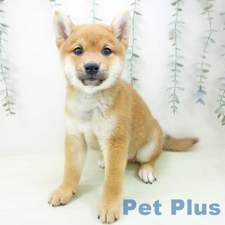 大阪府の柴犬(標準サイズ) (ペットプラス ららぽーと和泉店/2026年2月6日生まれ/男の子/赤)の子犬の1枚目の画像