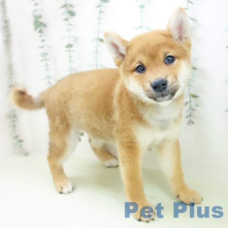 大阪府の柴犬(標準サイズ) (ペットプラス ららぽーと和泉店/2026年2月6日生まれ/男の子/赤)の子犬の2枚目の画像