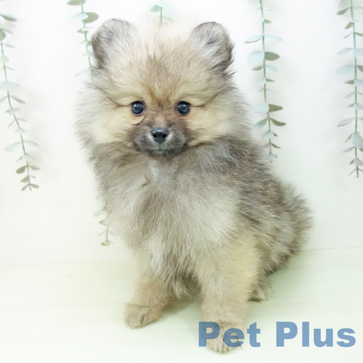 ポメラニアンの写真2