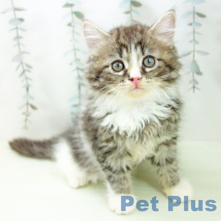 サイベリアンの写真2