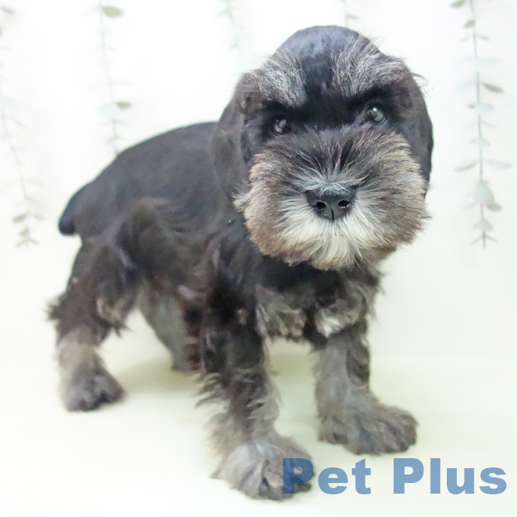 ミニチュア・シュナウザーの写真2