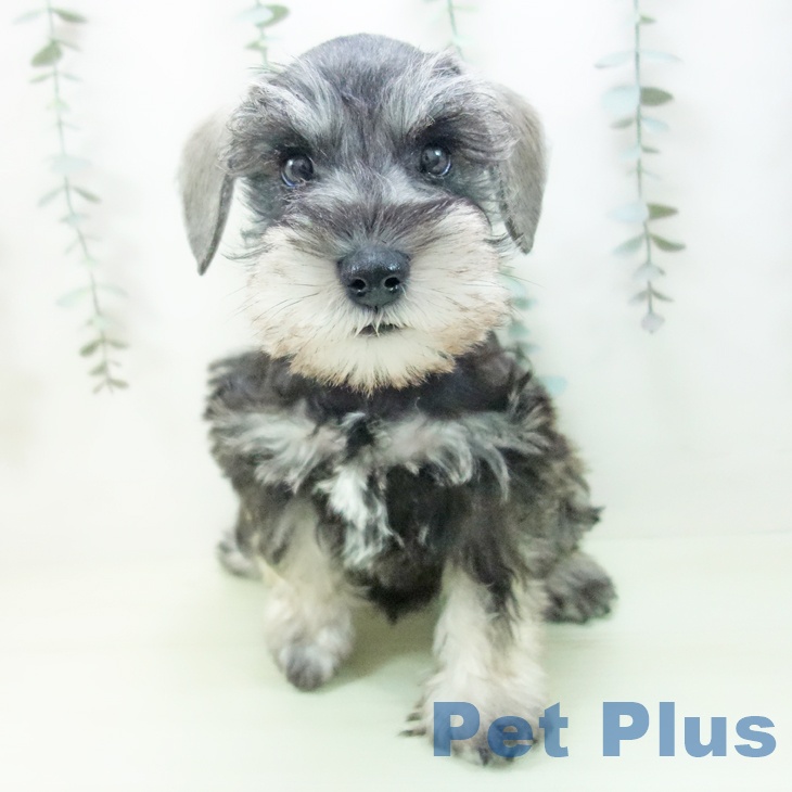 ミニチュア・シュナウザーの写真2