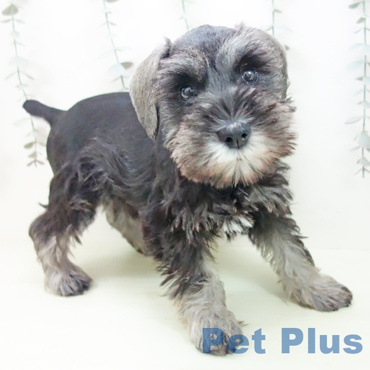 ミニチュア・シュナウザー