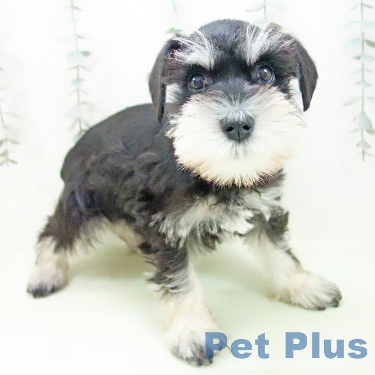 ミニチュア・シュナウザー