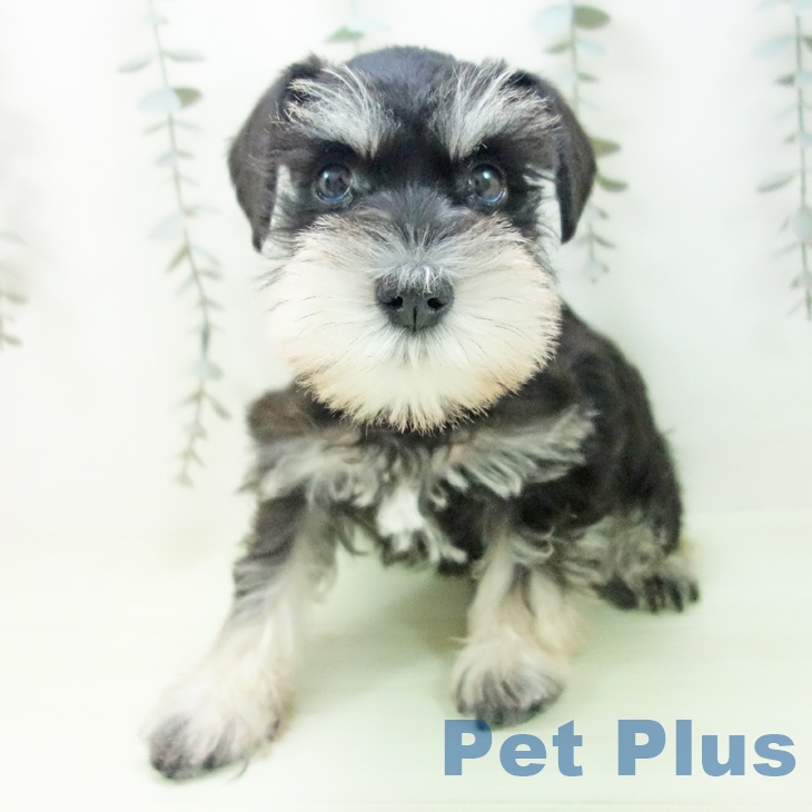 ミニチュア・シュナウザーの写真2