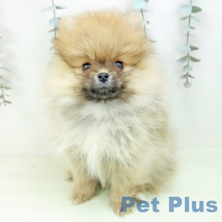 ポメラニアン