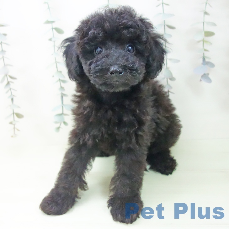 トイ・プードル