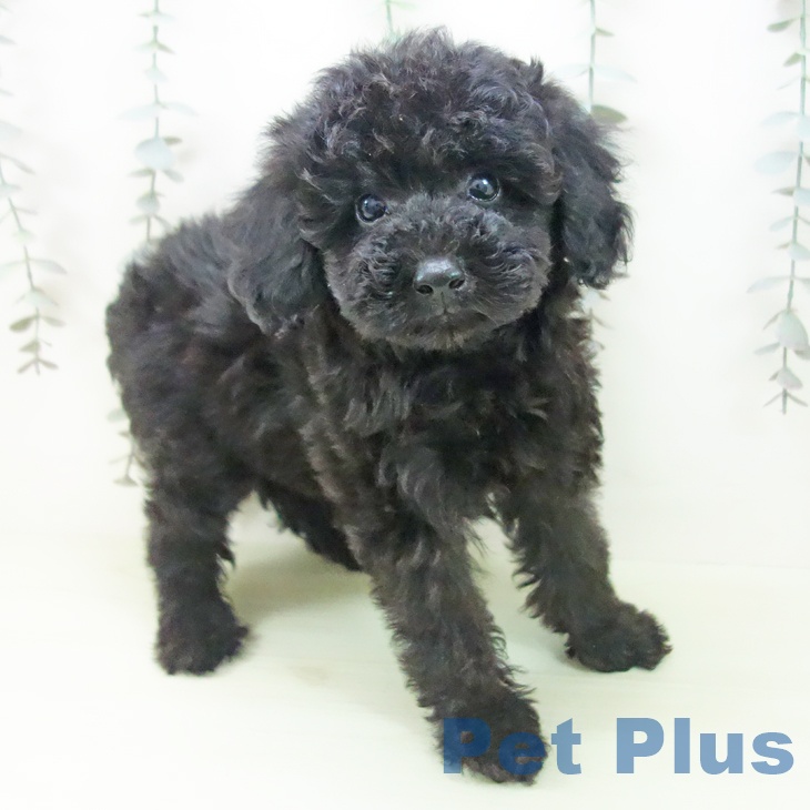 トイ・プードル