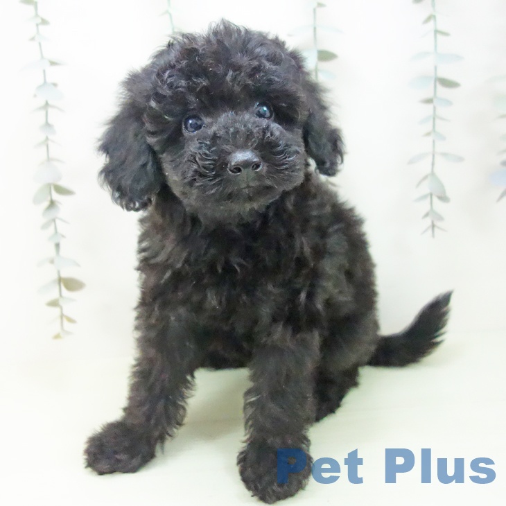 トイ・プードル