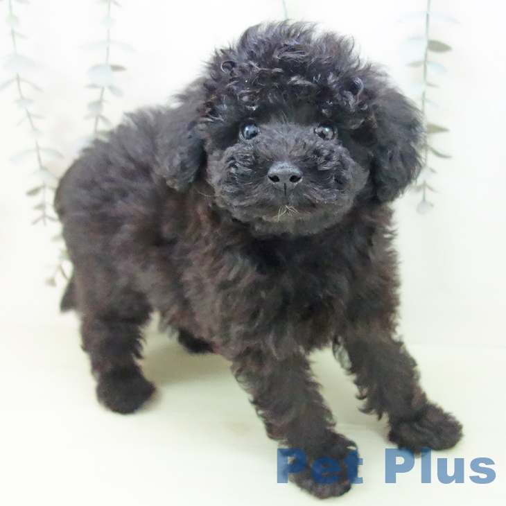 トイ・プードル