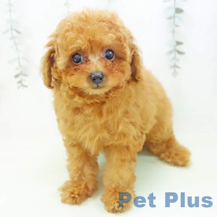 トイ・プードル