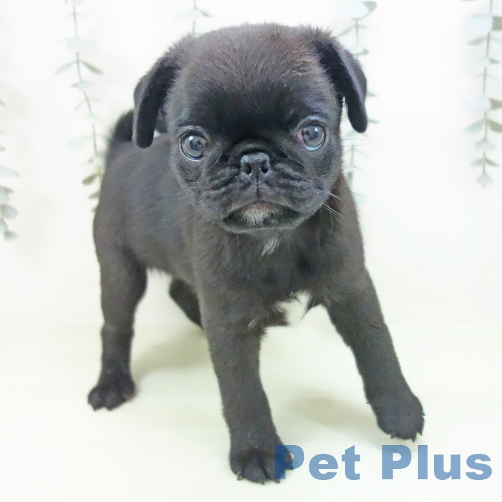 埼玉県のパグ (ペットプラス ららぽーと富士見店/2026年2月7日生まれ/男の子/ブラック)の子犬の1枚目の画像