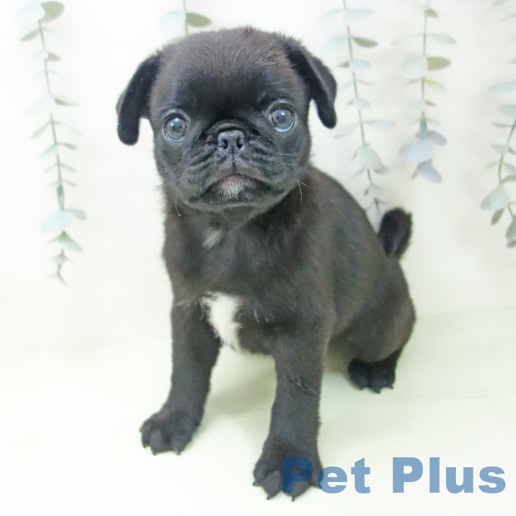 埼玉県のパグ (ペットプラス ららぽーと富士見店/2026年2月7日生まれ/男の子/ブラック)の子犬の2枚目の画像