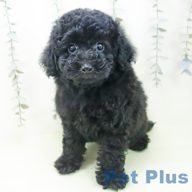 トイ・プードル