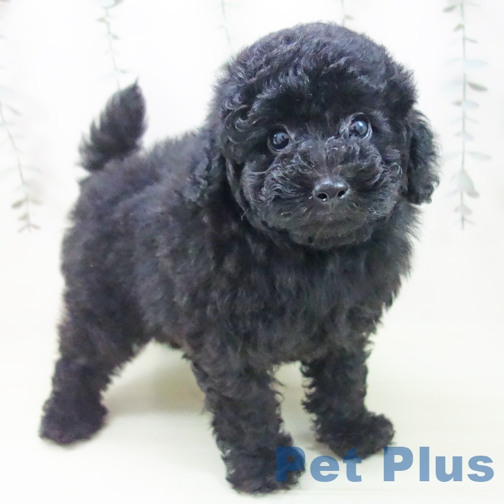 トイ・プードル