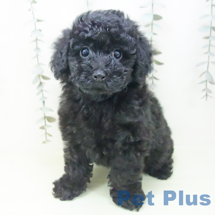 トイ・プードル