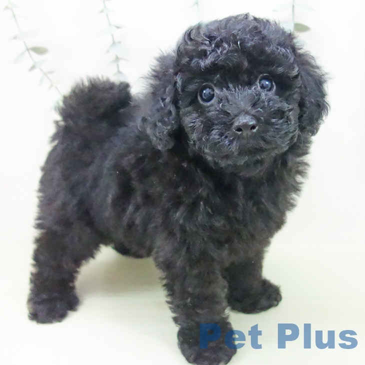 トイ・プードルの写真2