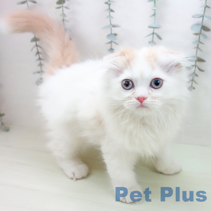 スコティッシュフォールド