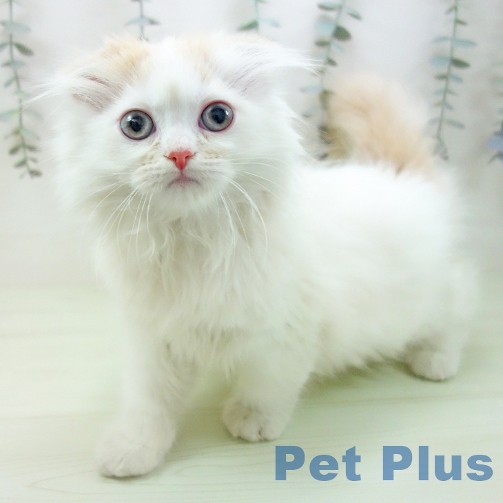 スコティッシュフォールドの写真2