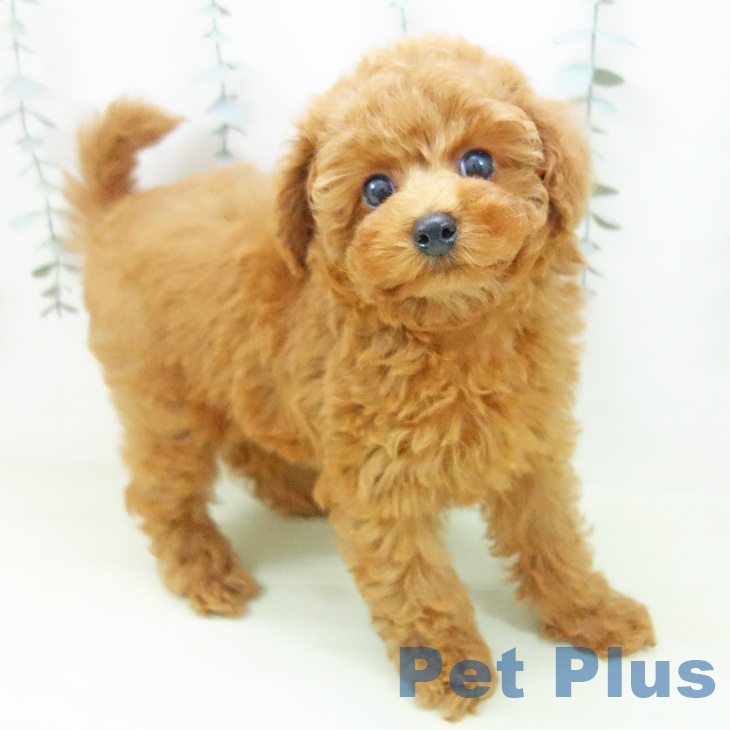 トイ・プードルの写真2