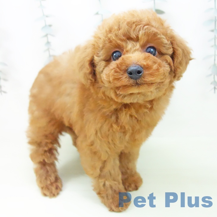 トイ・プードル