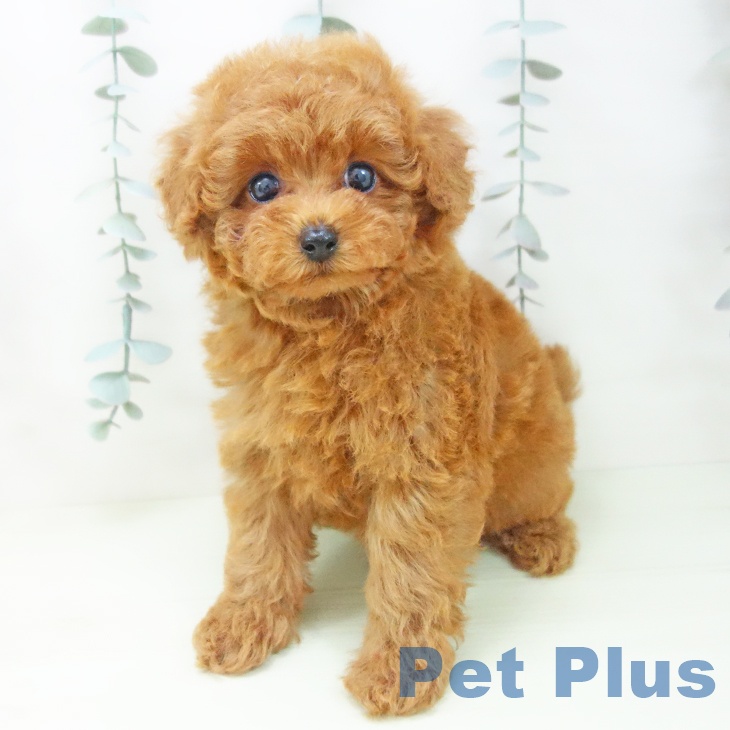 トイ・プードルの写真2