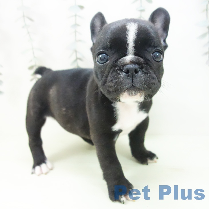 フレンチ・ブルドッグの写真2