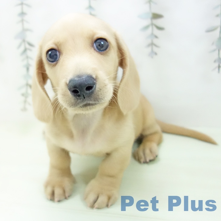 ミニチュア・ダックスフンド