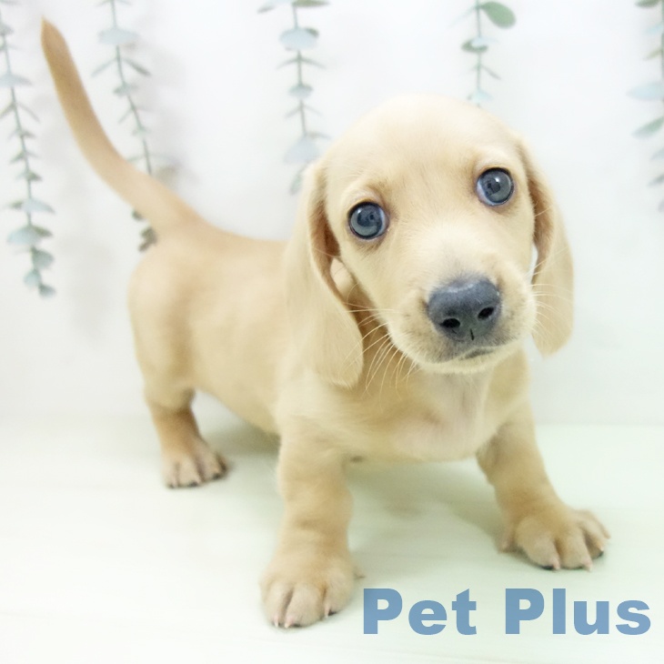 ミニチュア・ダックスフンドの写真2