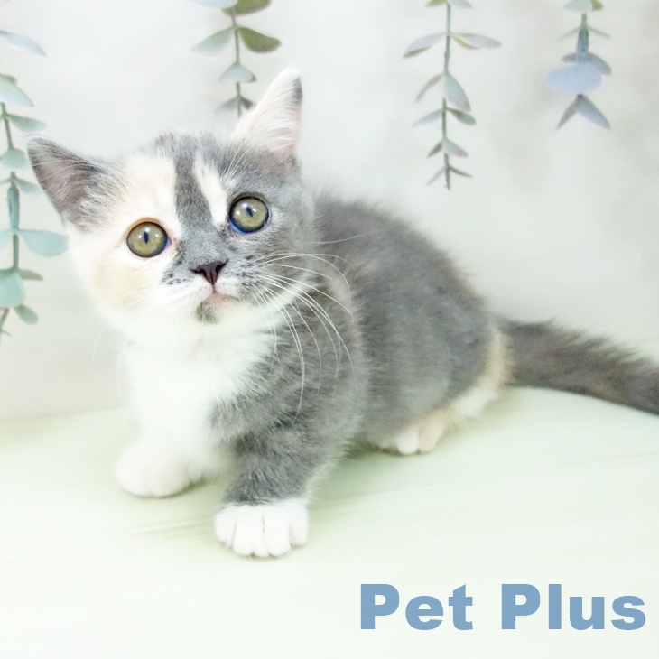 茨城県のマンチカン (ペットプラス つくば店/2026年2月3日生まれ/女の子/ダイリュートキャリコ)の子猫の1枚目の画像