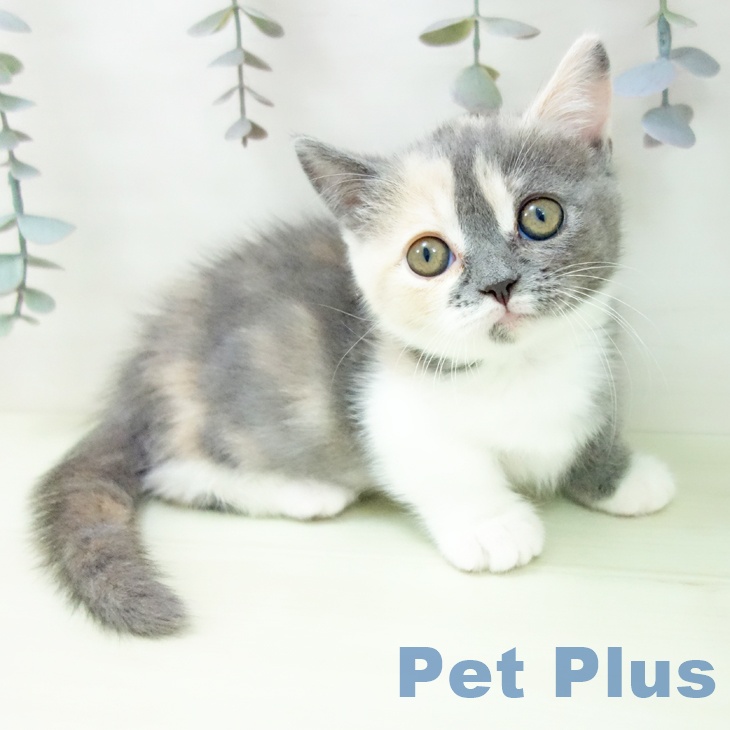 茨城県のマンチカン (ペットプラス つくば店/2026年2月3日生まれ/女の子/ダイリュートキャリコ)の子猫の2枚目の画像