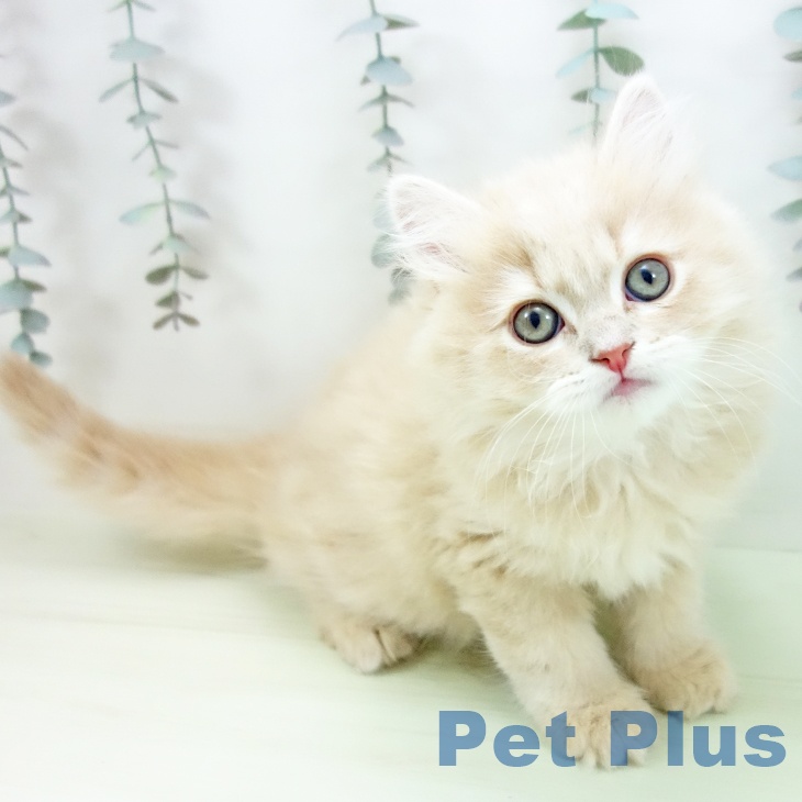 ブリティッシュロングヘア