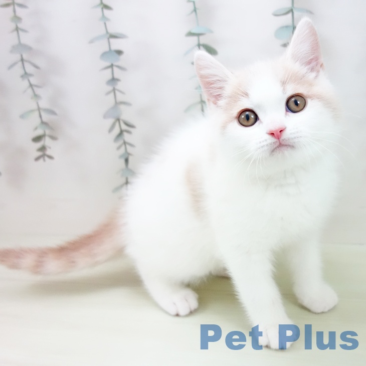 ブリティッシュショートヘア