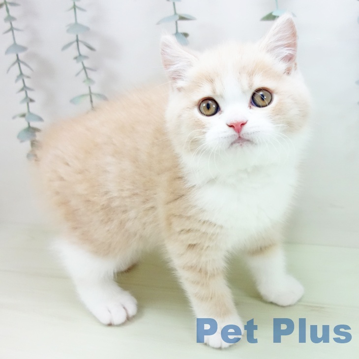 ブリティッシュショートヘアの写真2