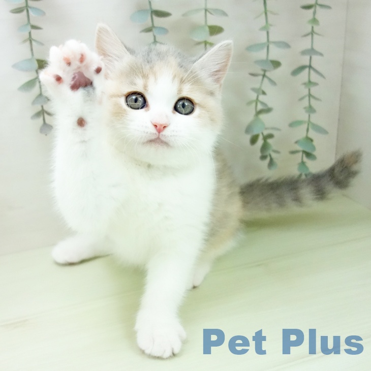 ブリティッシュショートヘア