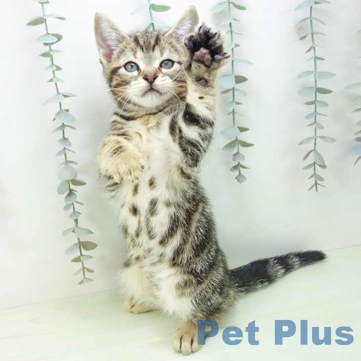 大阪府のアメリカンショートヘアー (ペットプラス りんくう泉南店/2026年2月6日生まれ/男の子/ブラウンタビー)の子猫の1枚目の画像