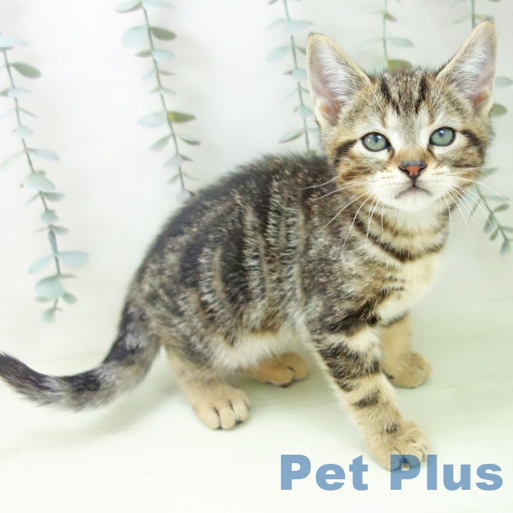 大阪府のアメリカンショートヘアー (ペットプラス りんくう泉南店/2026年2月6日生まれ/男の子/ブラウンタビー)の子猫の2枚目の画像