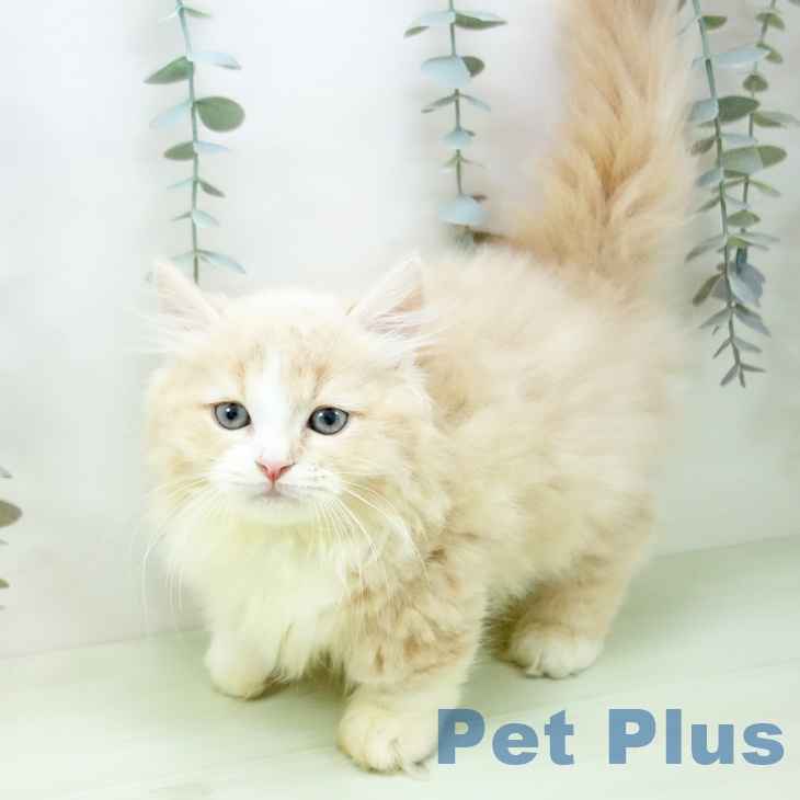 ミヌエットの写真2