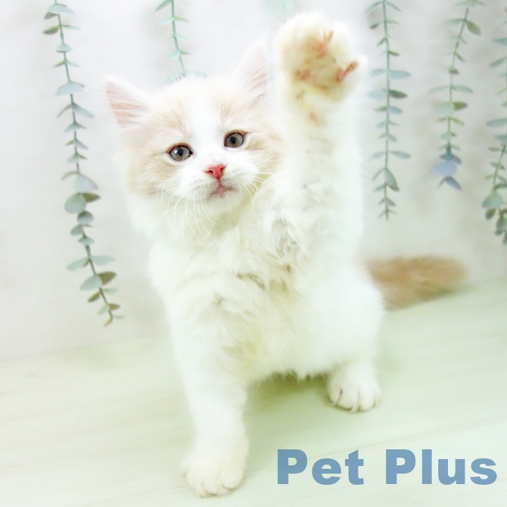 サイベリアンの写真2